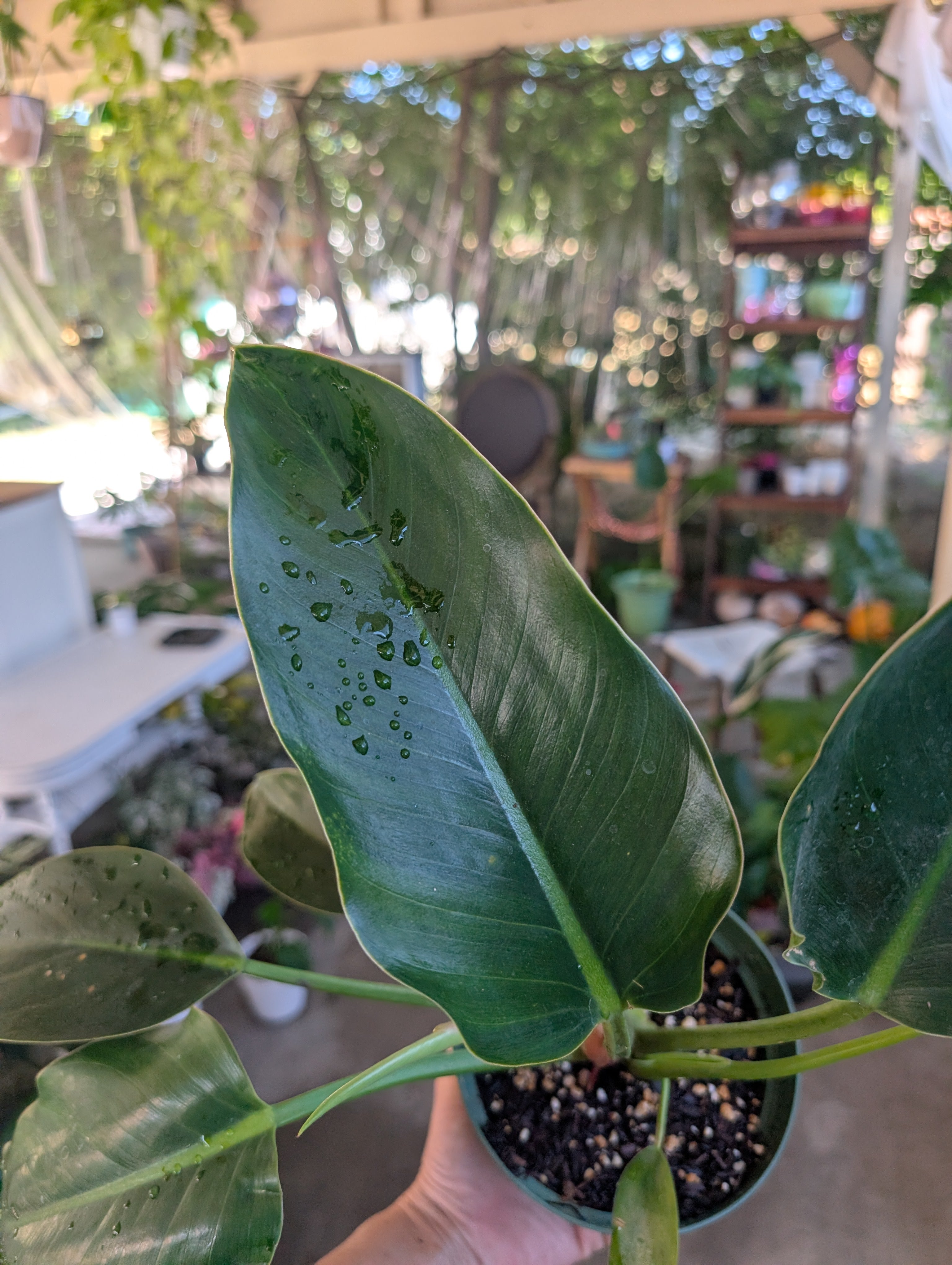 Philodendron 'green congo' image 4