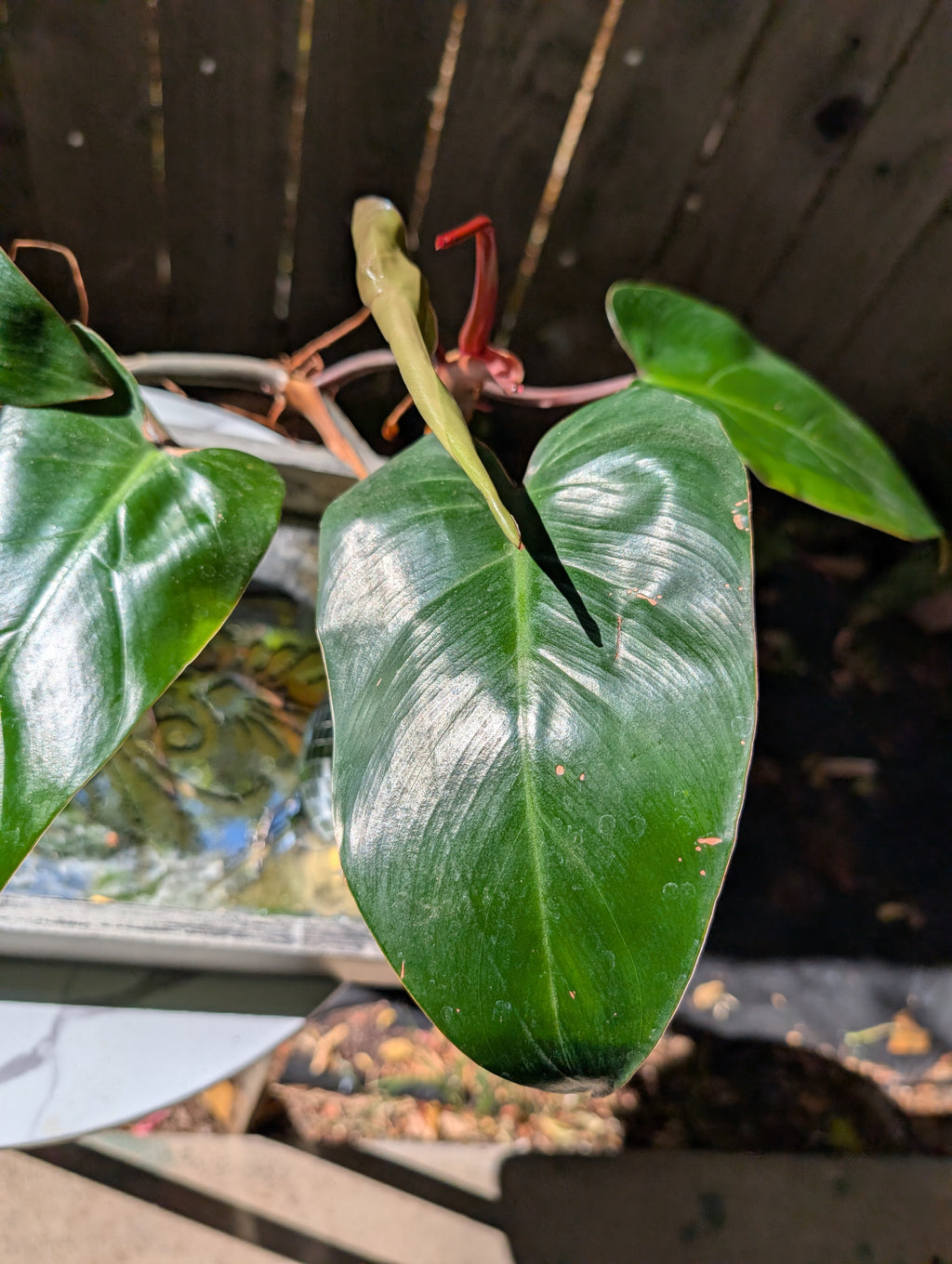 Philodendron 'red emerald' ❣️ image 2