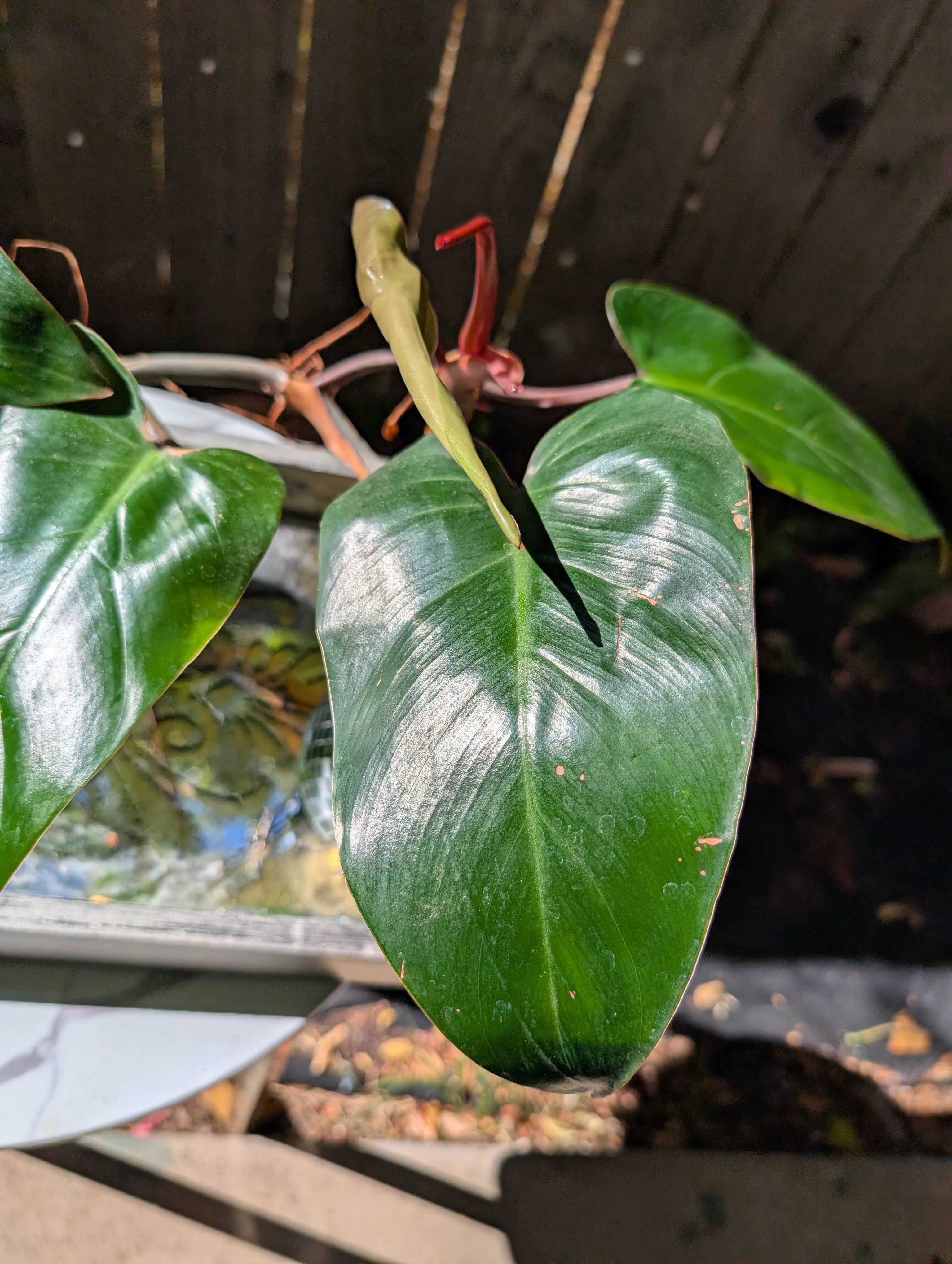 Philodendron 'red emerald' ❣️ image 2