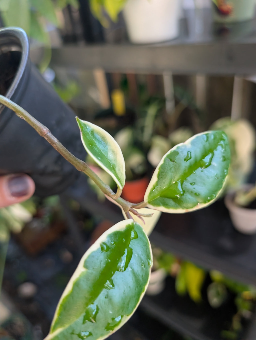 Hoya carnosa 'krimson queen' variegated image 2