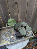 Scindapsus platinum java - Exact Plant image 0