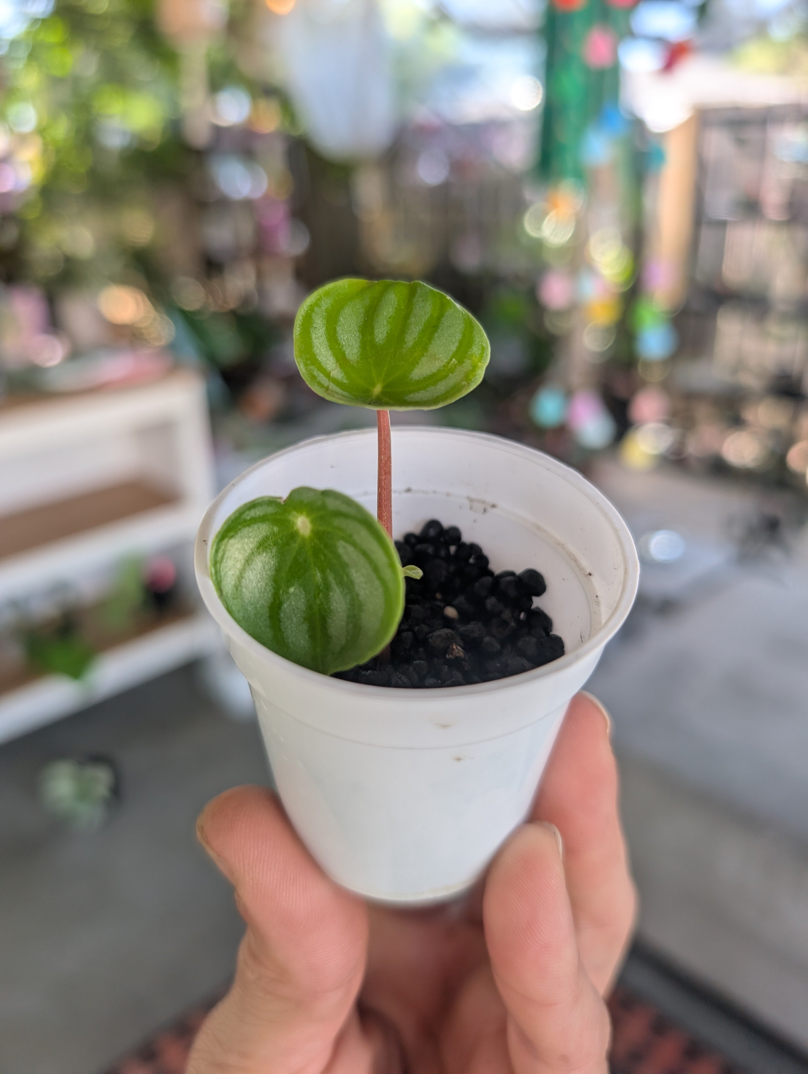 Peperomia watermelon 🍉 image 3