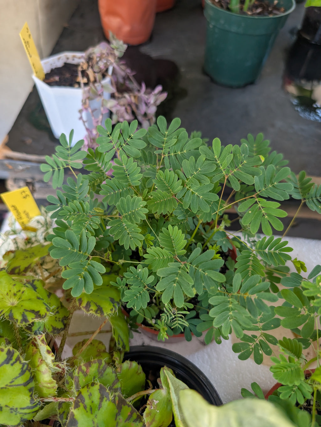 Mimosa pudica 'sensitive plant' image 3