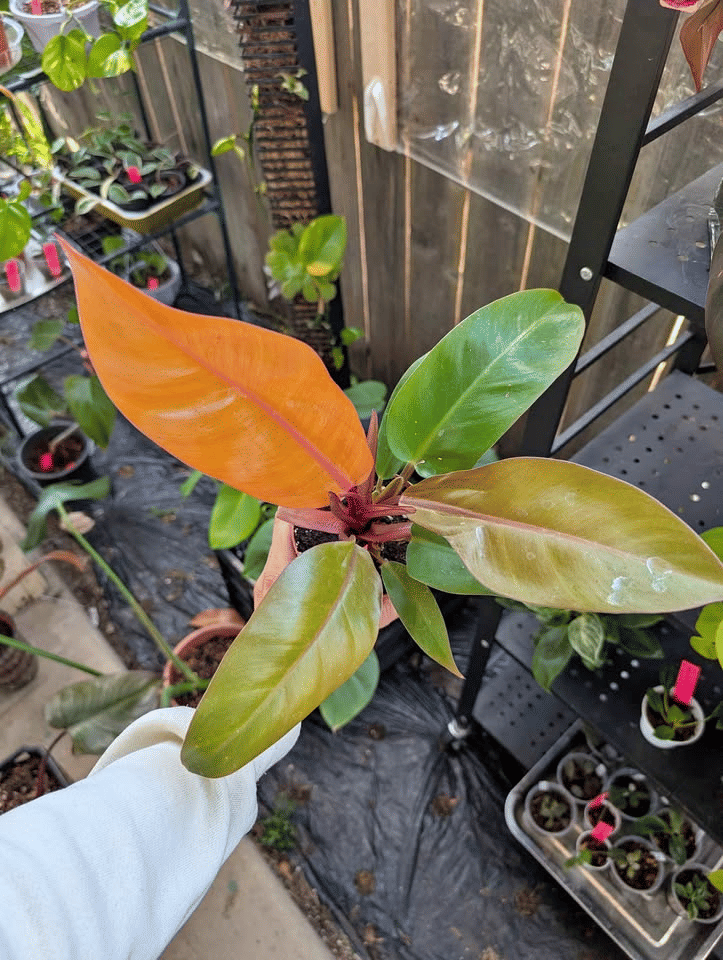 Philodendron Prince of Orange 🧡 image 0