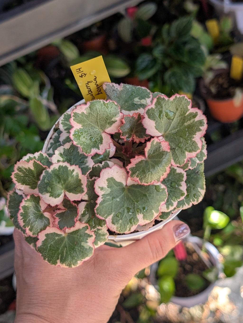 Saxifraga stolonifera variegata image 7