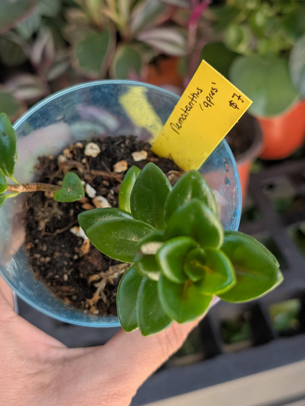 Nematanthus 'apres' image 3
