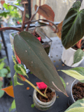 Philodendron Cherry Pink Princess Plant image 0