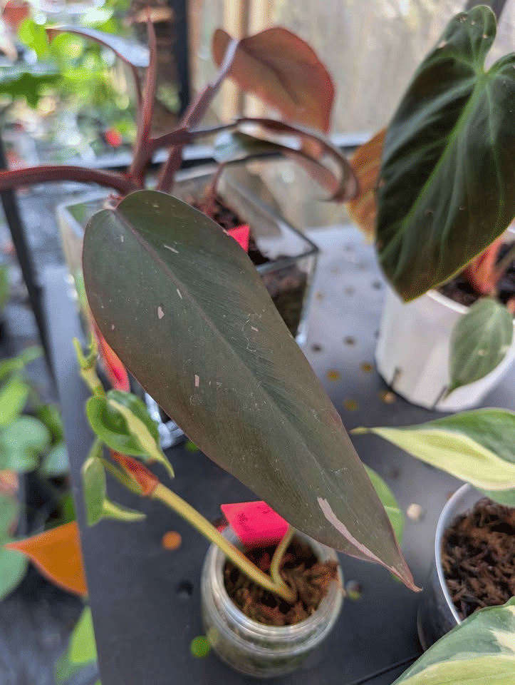 Philodendron Cherry Pink Princess Plant image 0