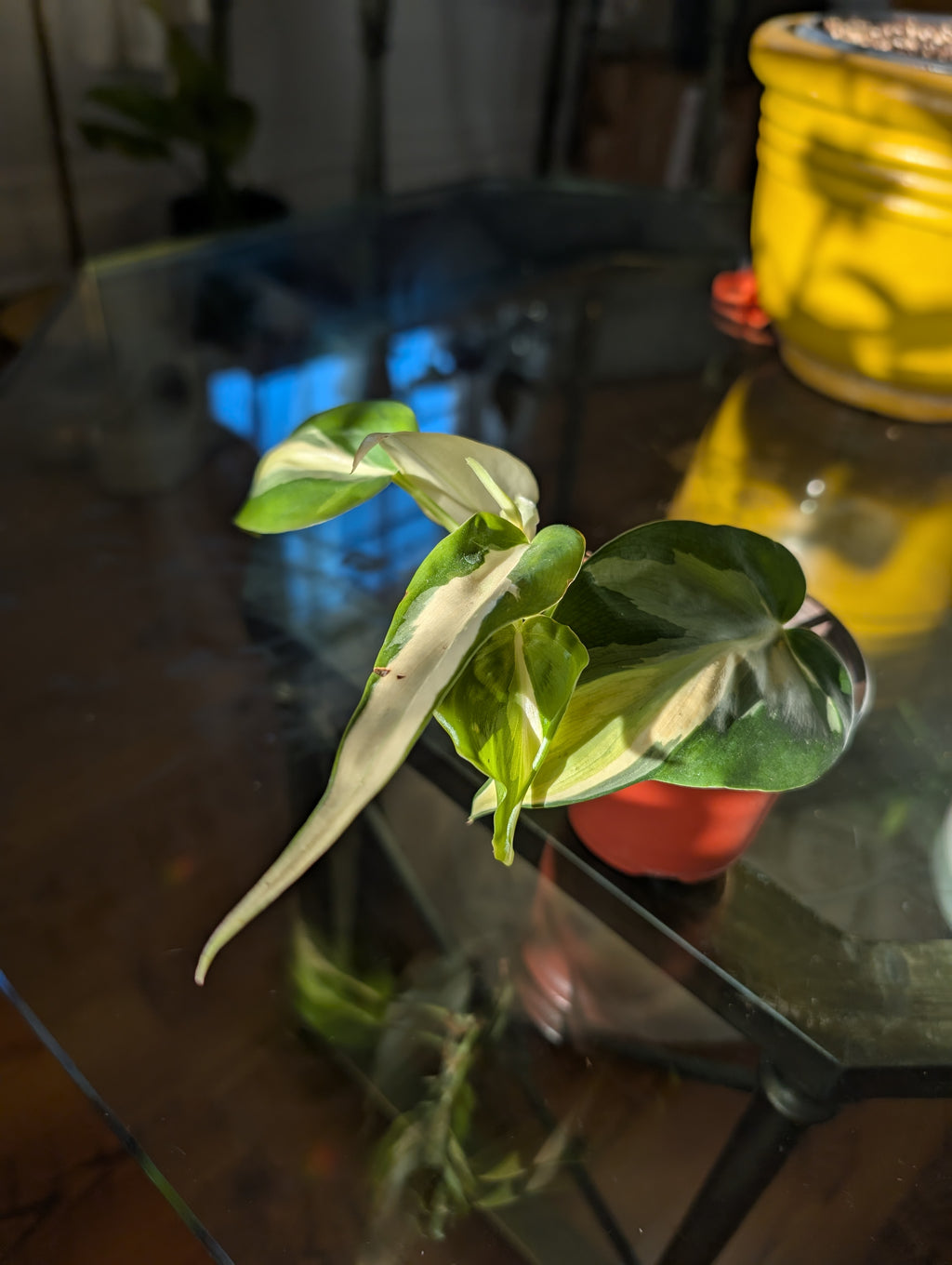 Philodendron hederaceum 'Cream Splash' image 4