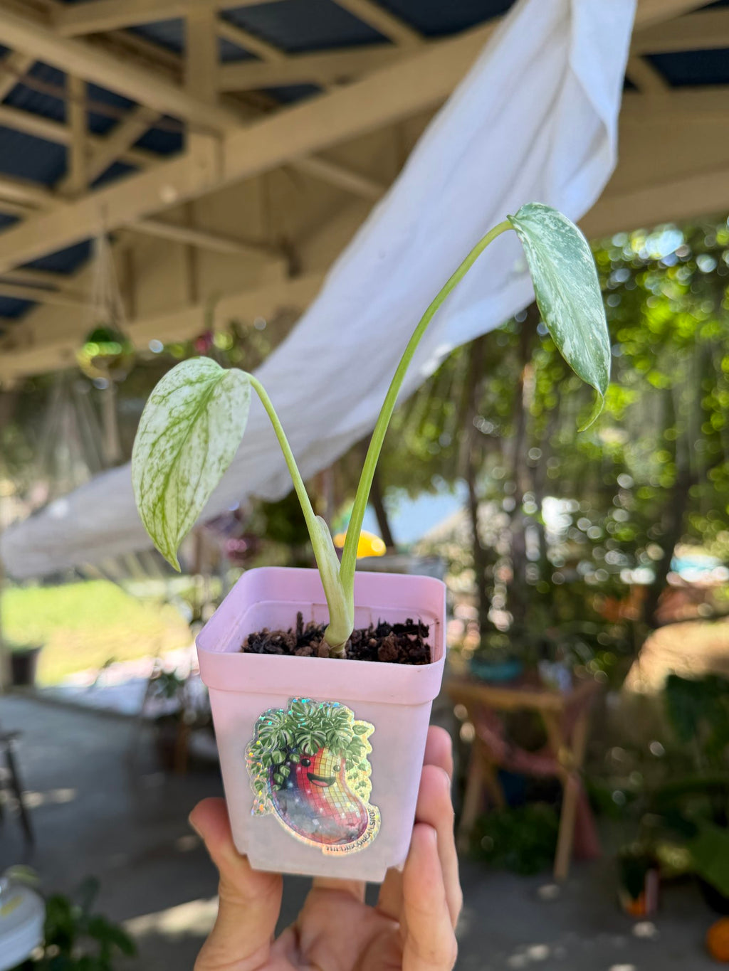 Monstera mint variegated 🌿 image 2