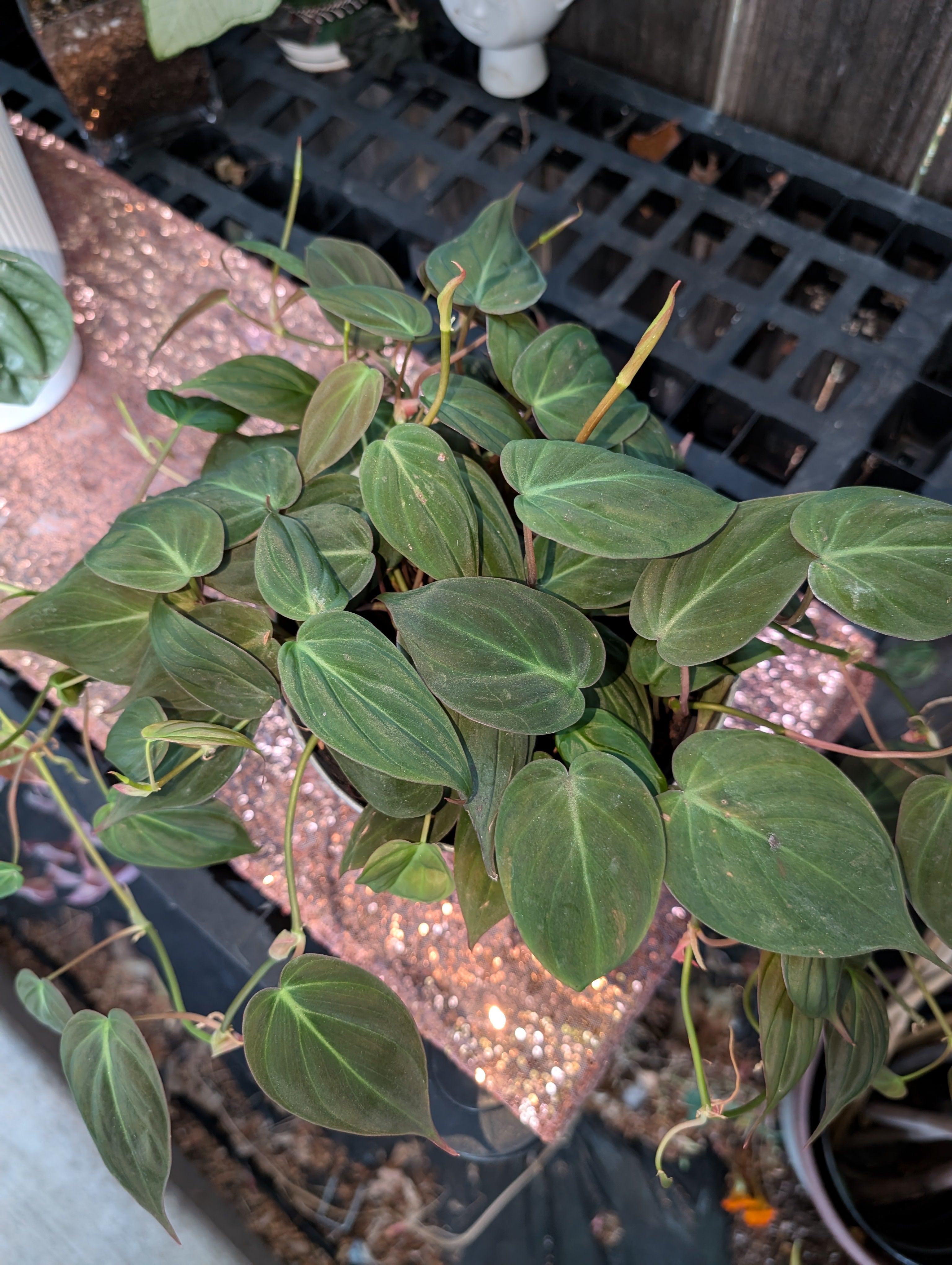 Philodendron hederaceum micans image 6