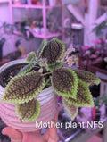 Pilea peperomioides 'moon' starters image 0