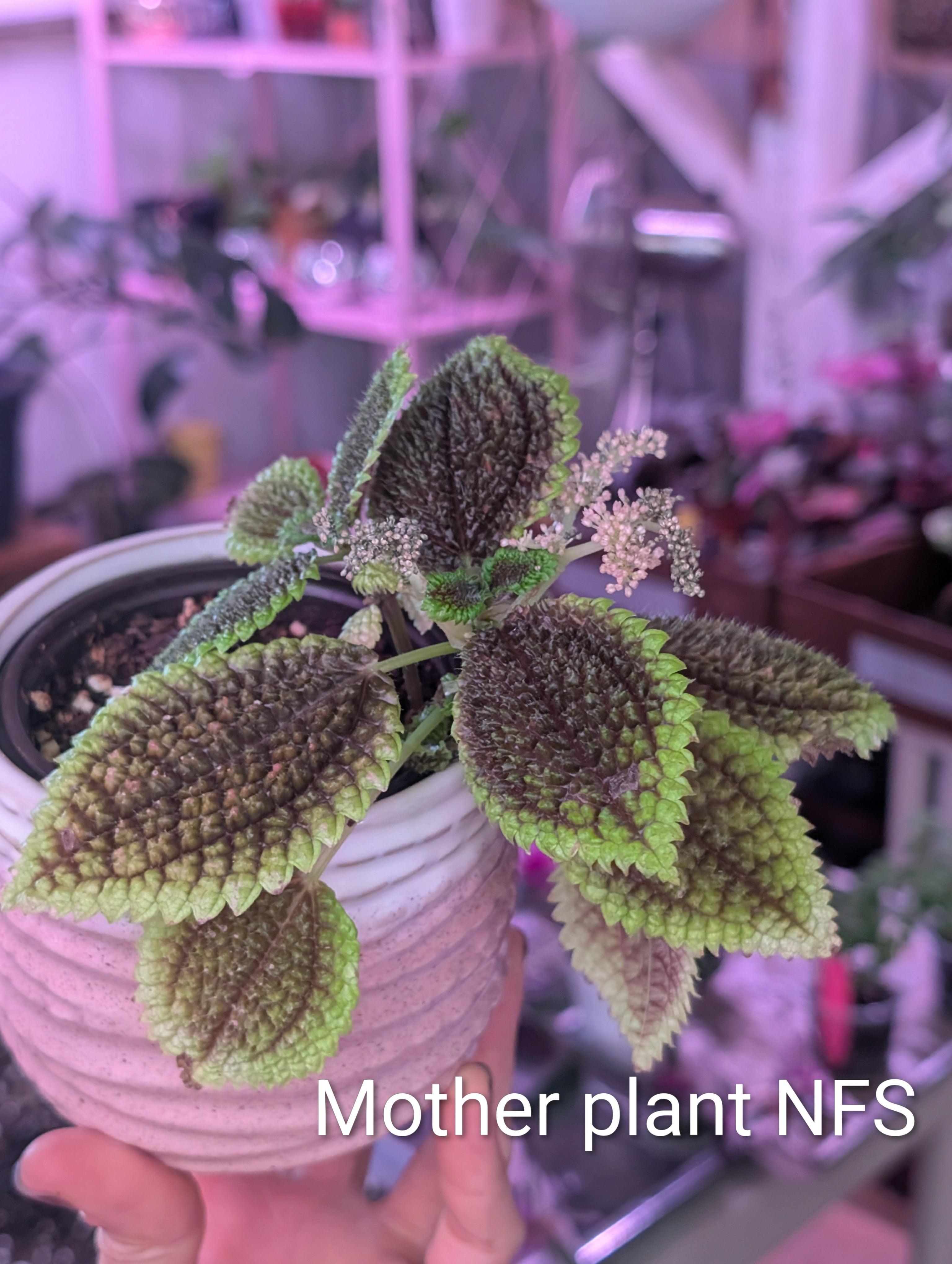 Pilea peperomioides 'moon' starters image 0