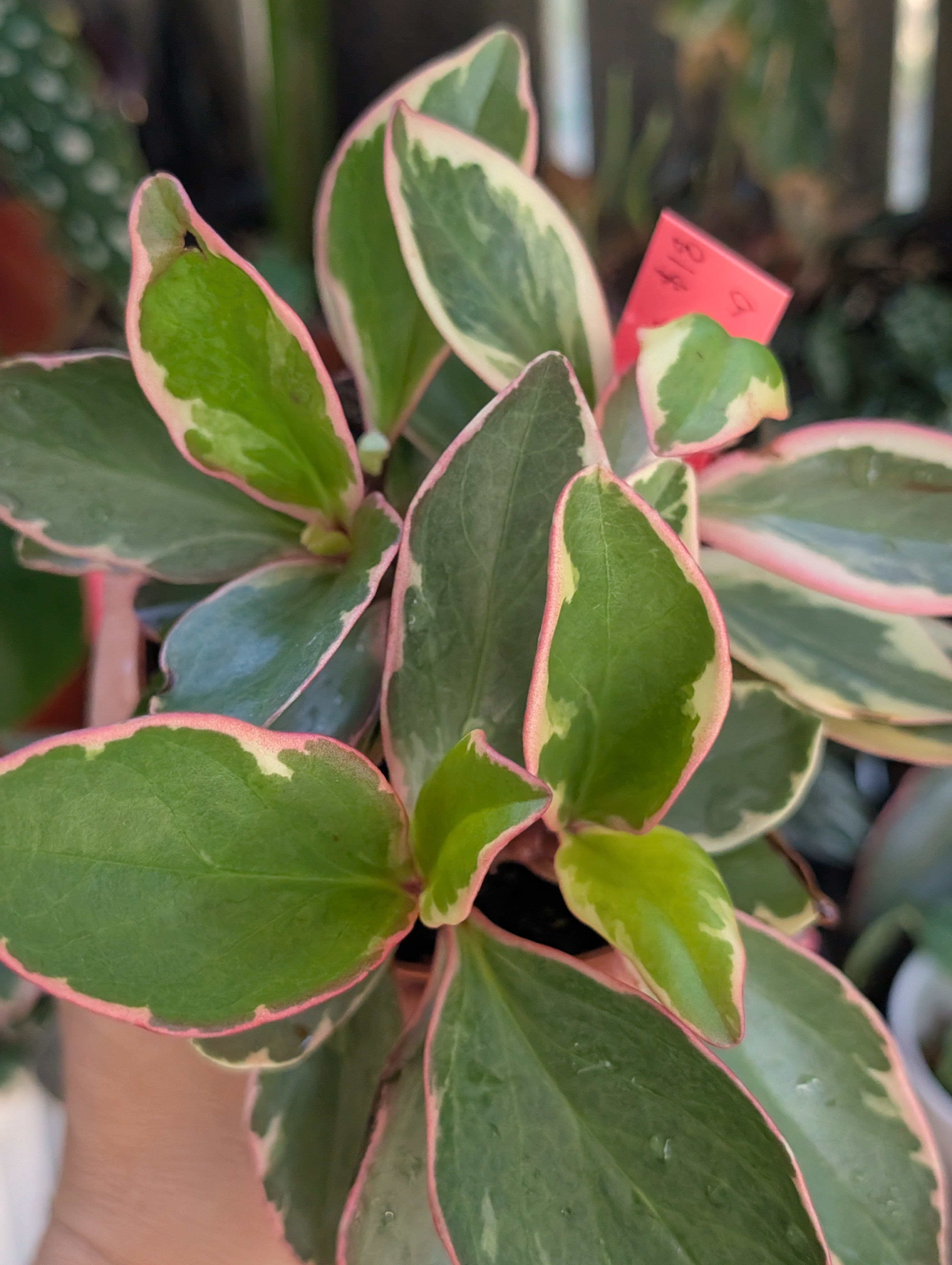 Peperomia ginny 'pink white and green' image 1