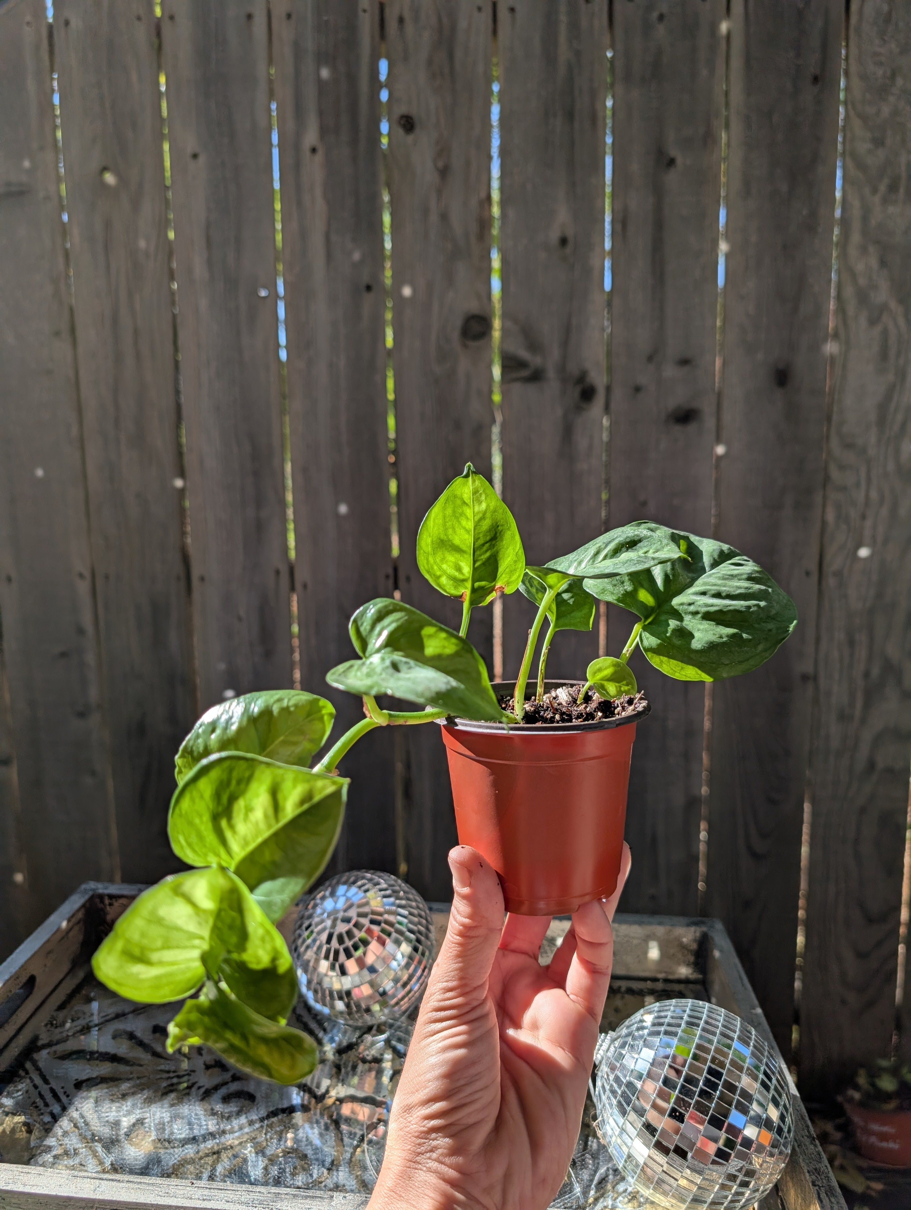 Global Green Pothos image 9