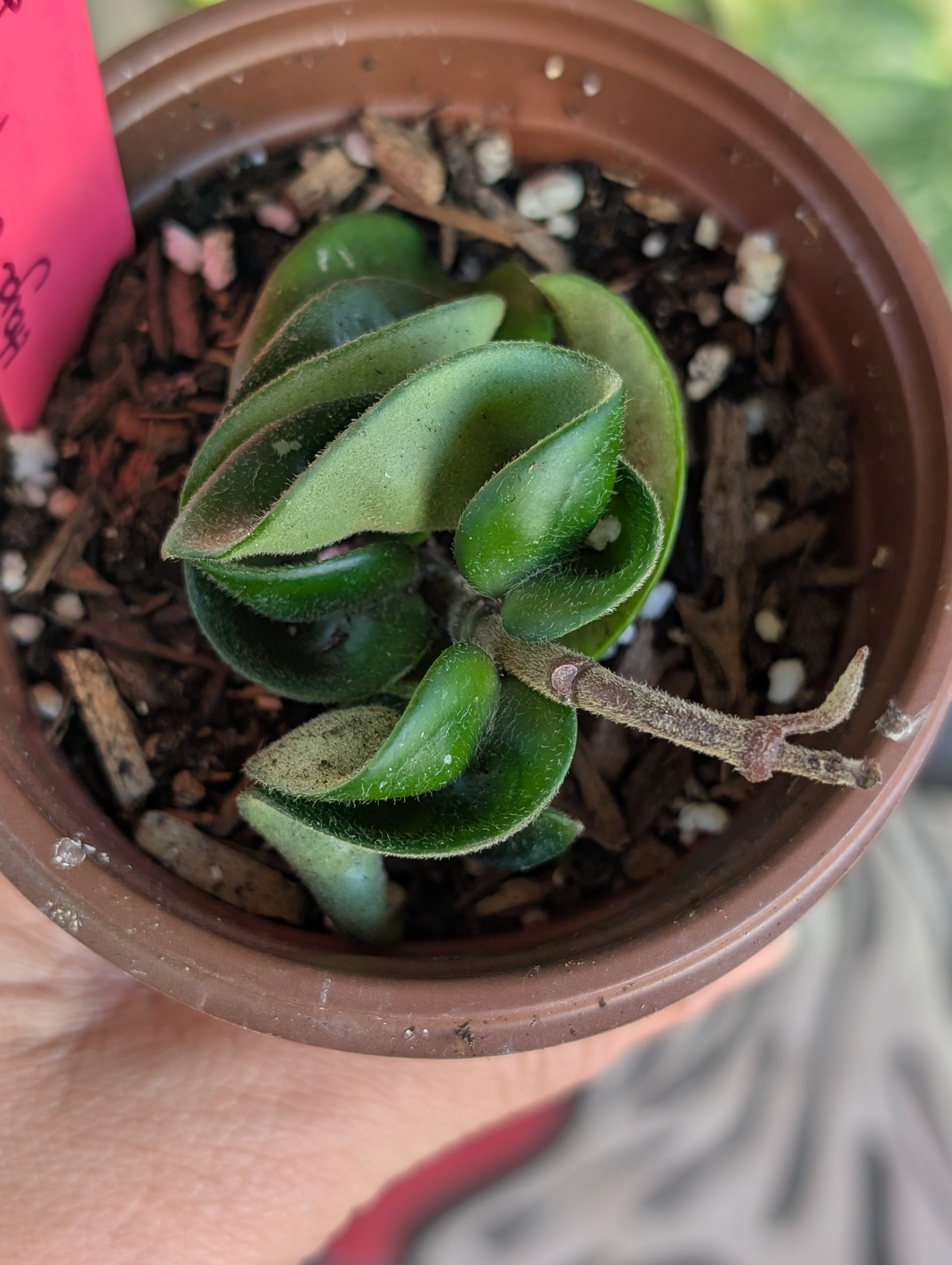 Hoya Compacta Hindu Rope  image 2