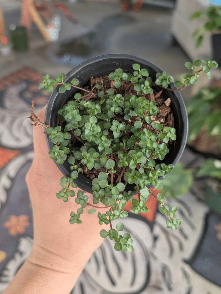Pilea Glauca Silver Sprinkles image 1