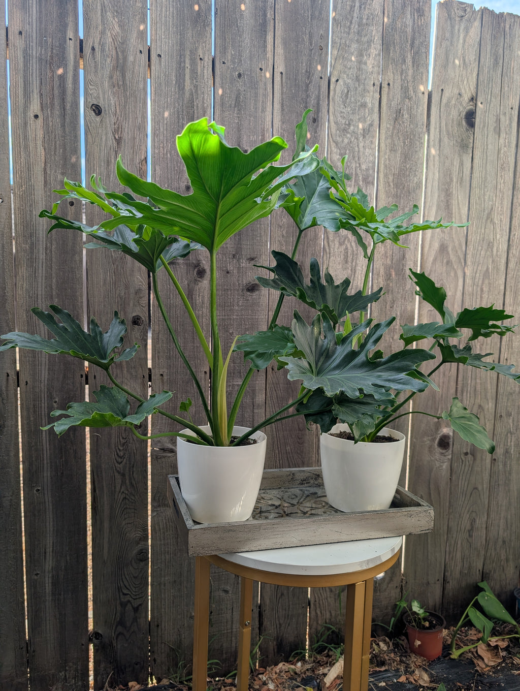 Philodendron 'lickety split' image 0