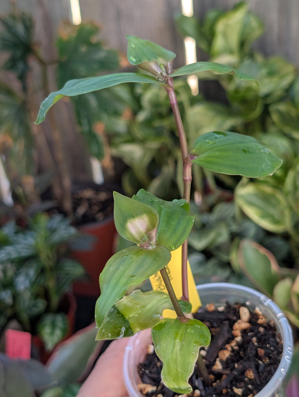 Tradescantia fluminensis 'blushing bride' image 3