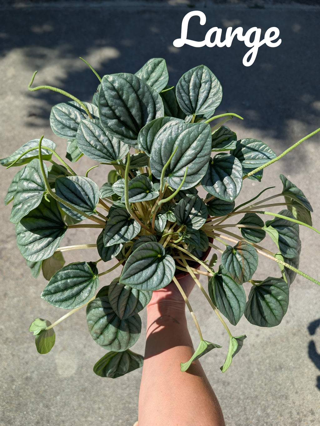 Peperomia caperata 'Moonlight' image 8