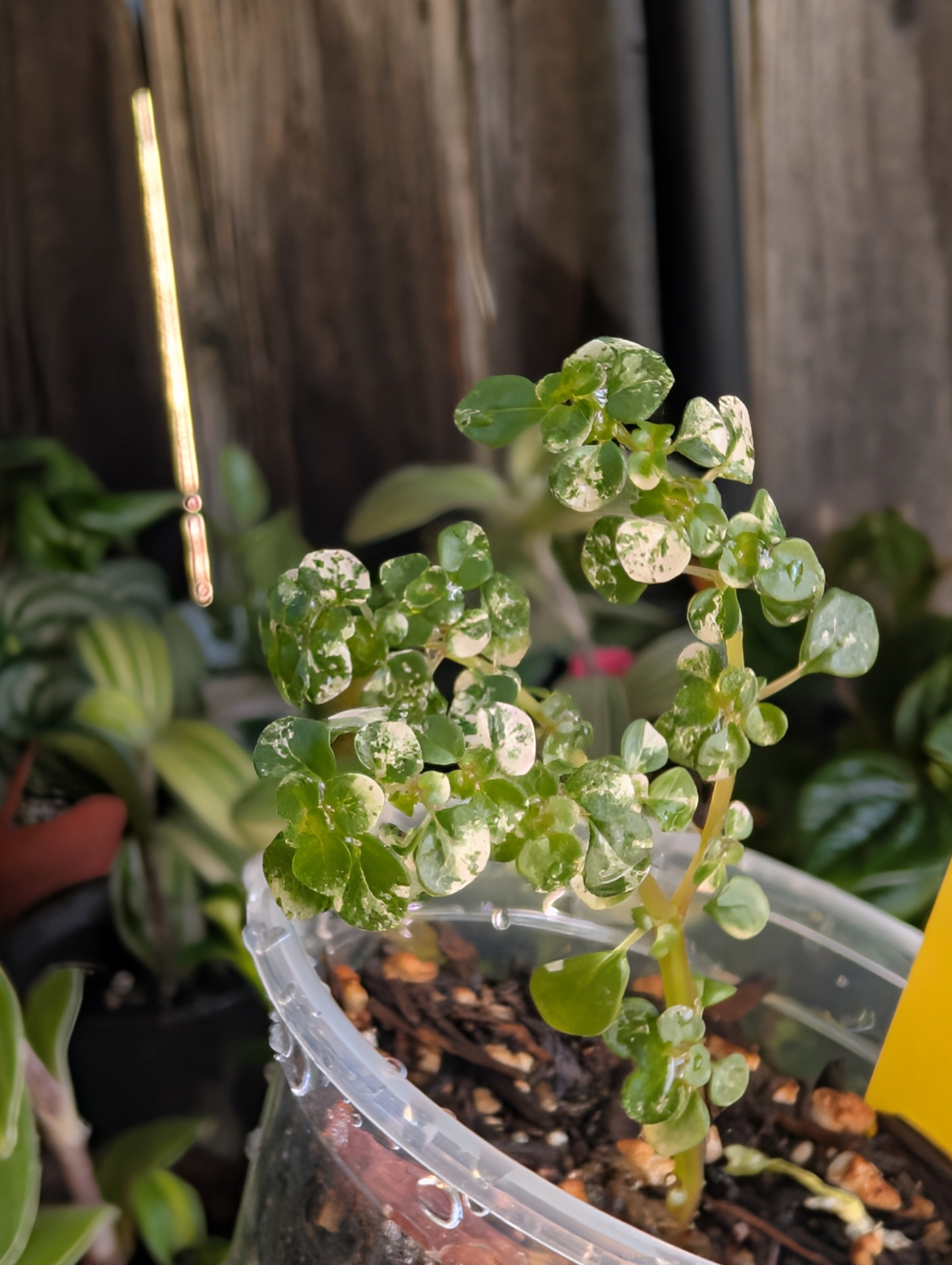 Pilea microphylla image 3
