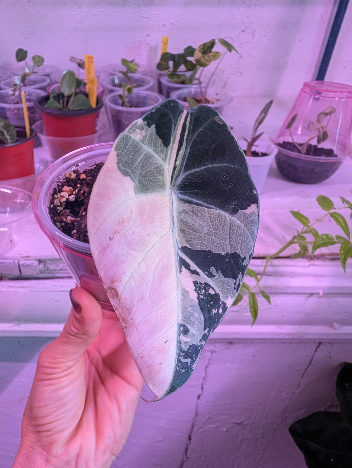 Alocasia reginula 'black velvet pink' image 3