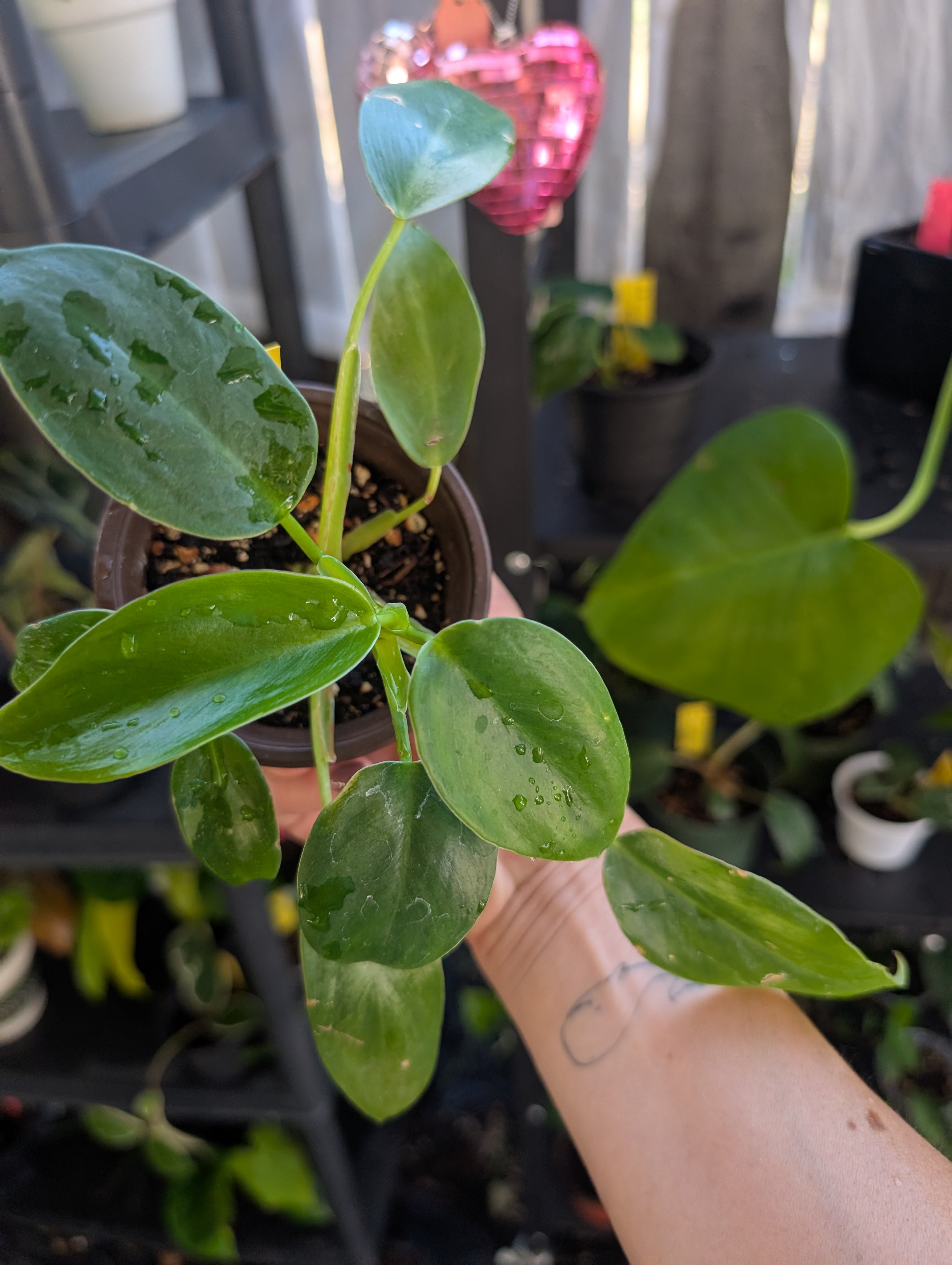 Philodendron 'white wizard' reverted image 0