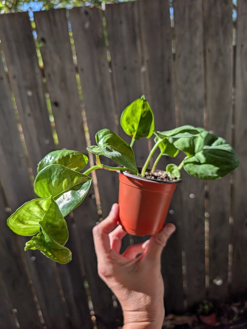 Global Green Pothos image 6