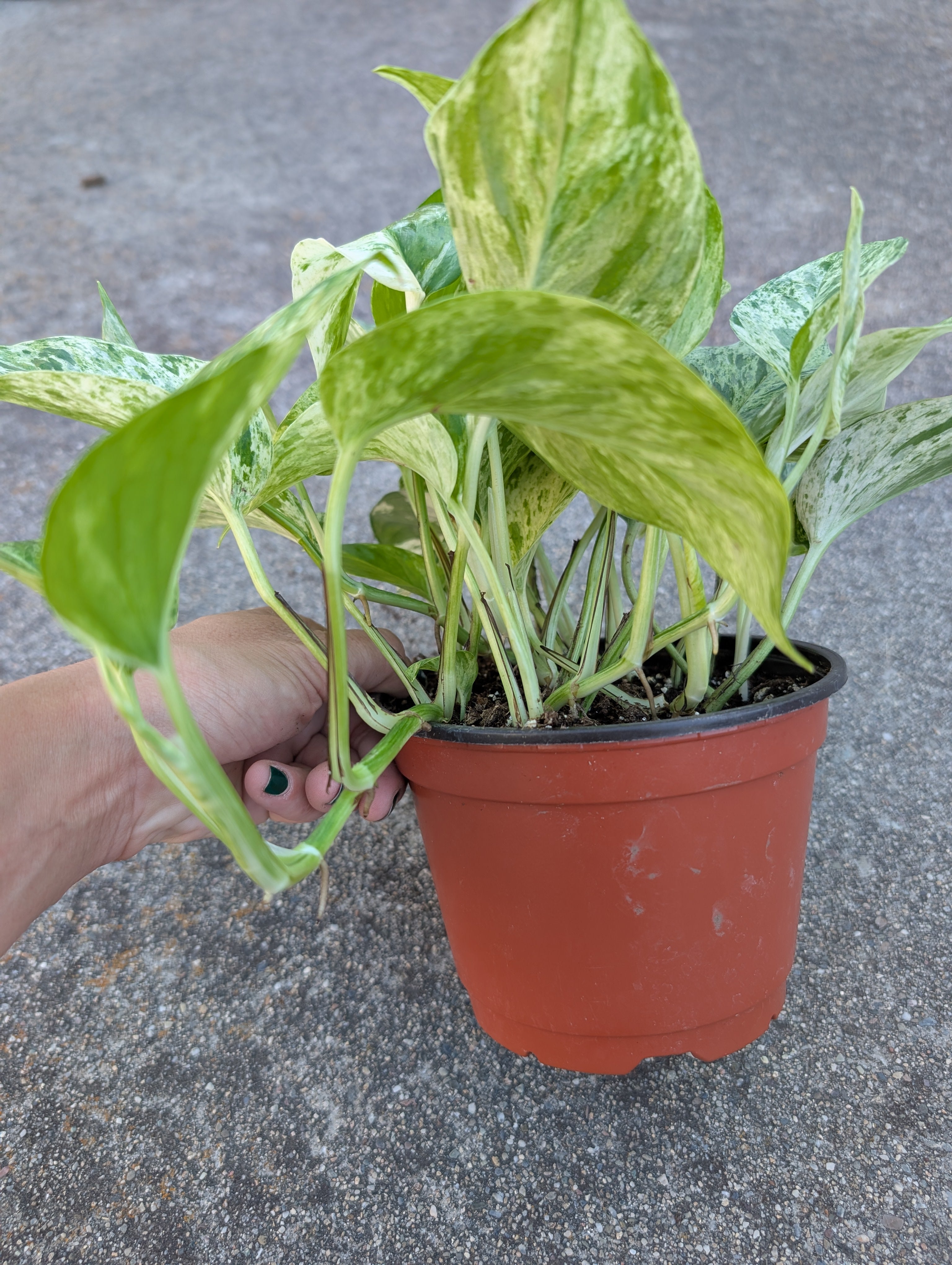 Epipremnum aureum 'marble queen' image 3