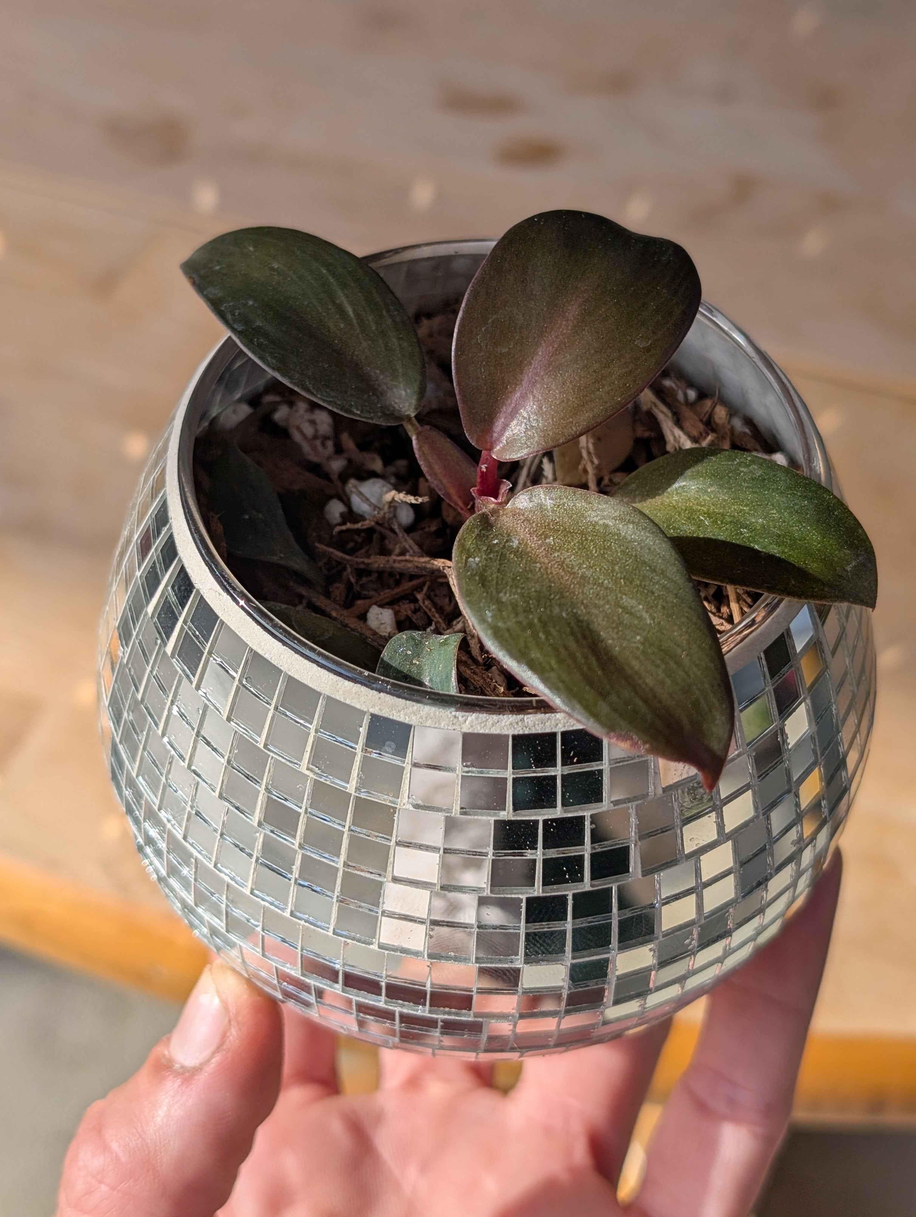 Philodendron 'black cardinal' in Glass Disco Vase ✨ image 1