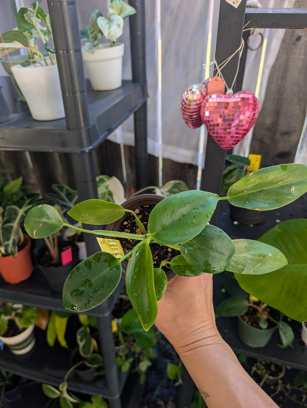 Philodendron 'white wizard' reverted image 5
