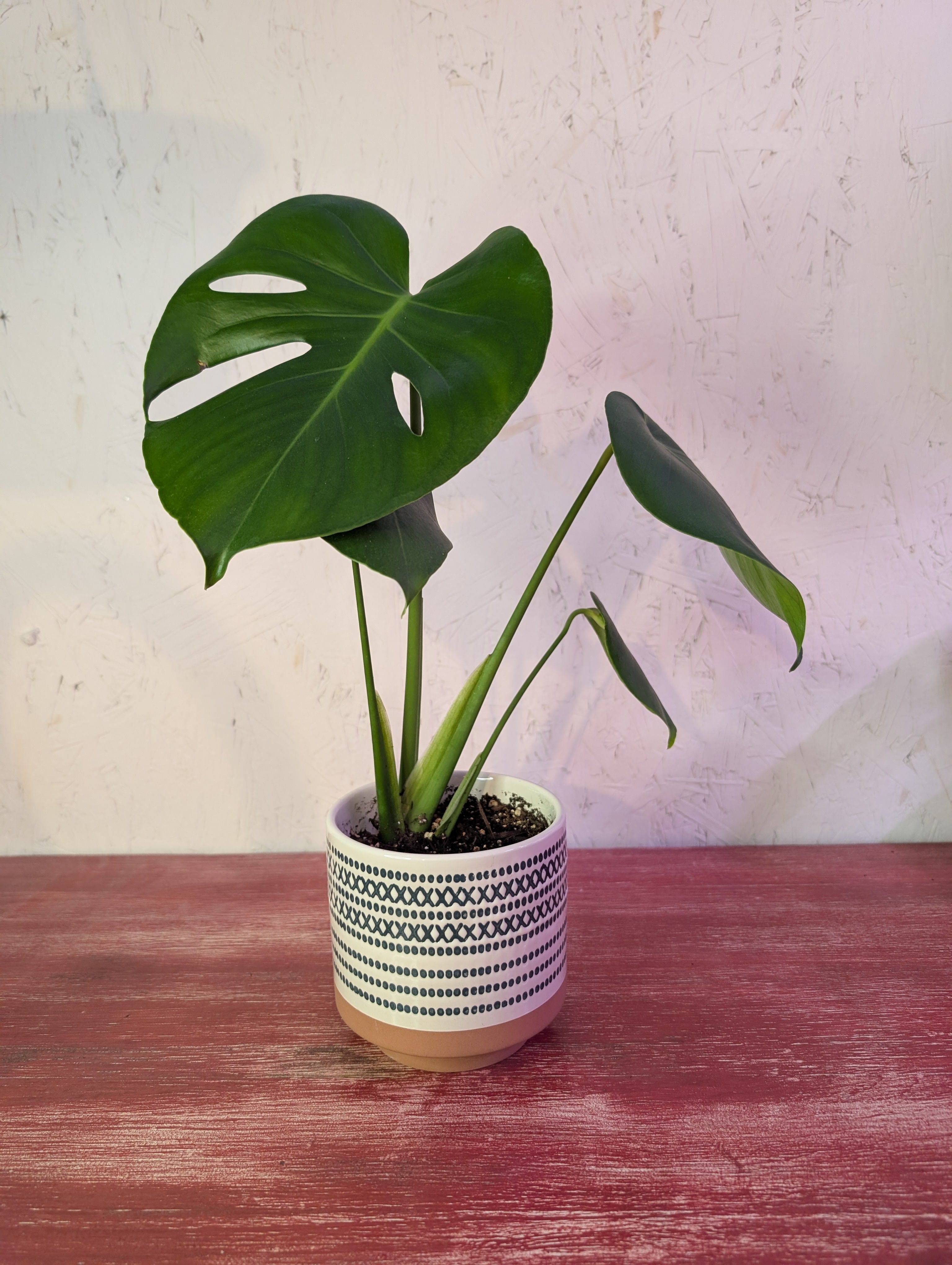 Monstera deliciosa image 1