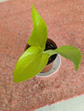 Epipremnum aureum 'neon pothos' image 0