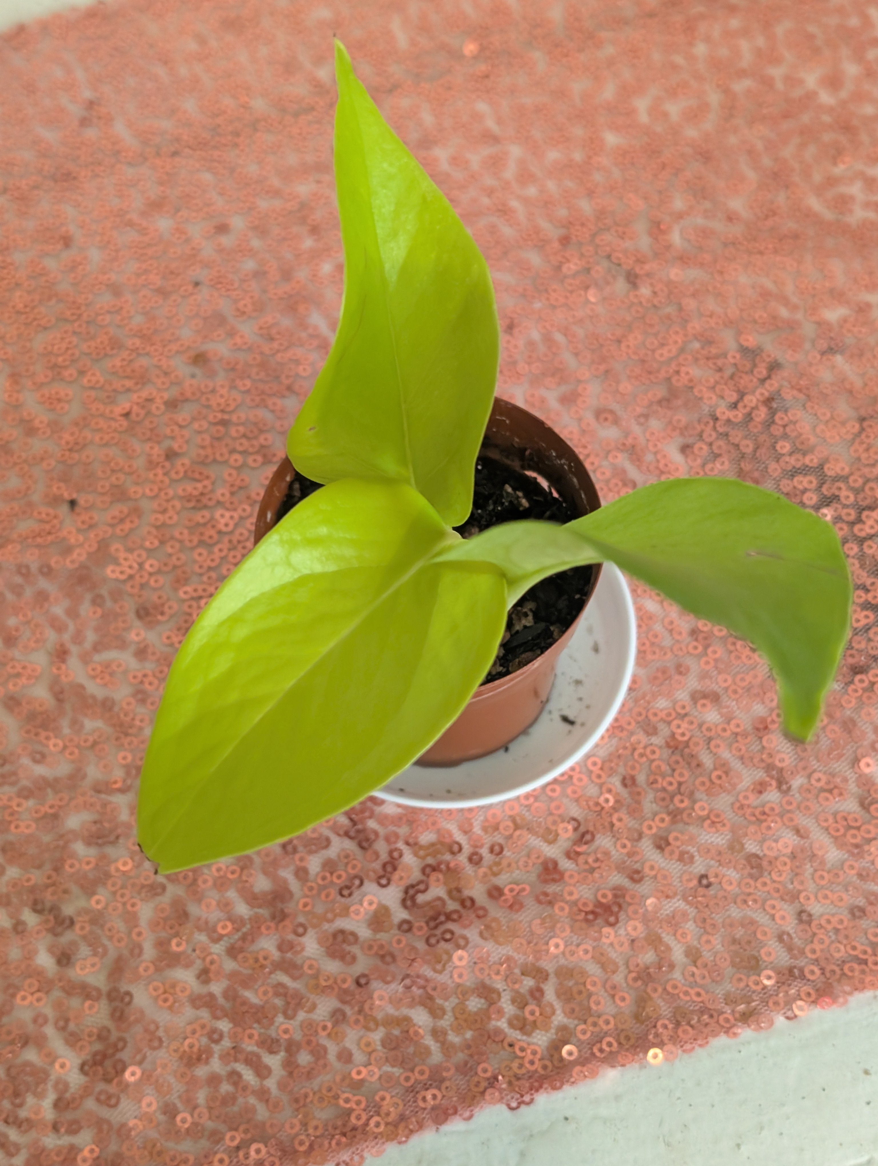 Epipremnum aureum 'neon pothos' image 0
