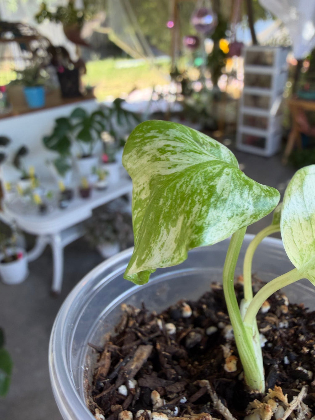 Monstera deliciosa ‘White Monster’ image 2