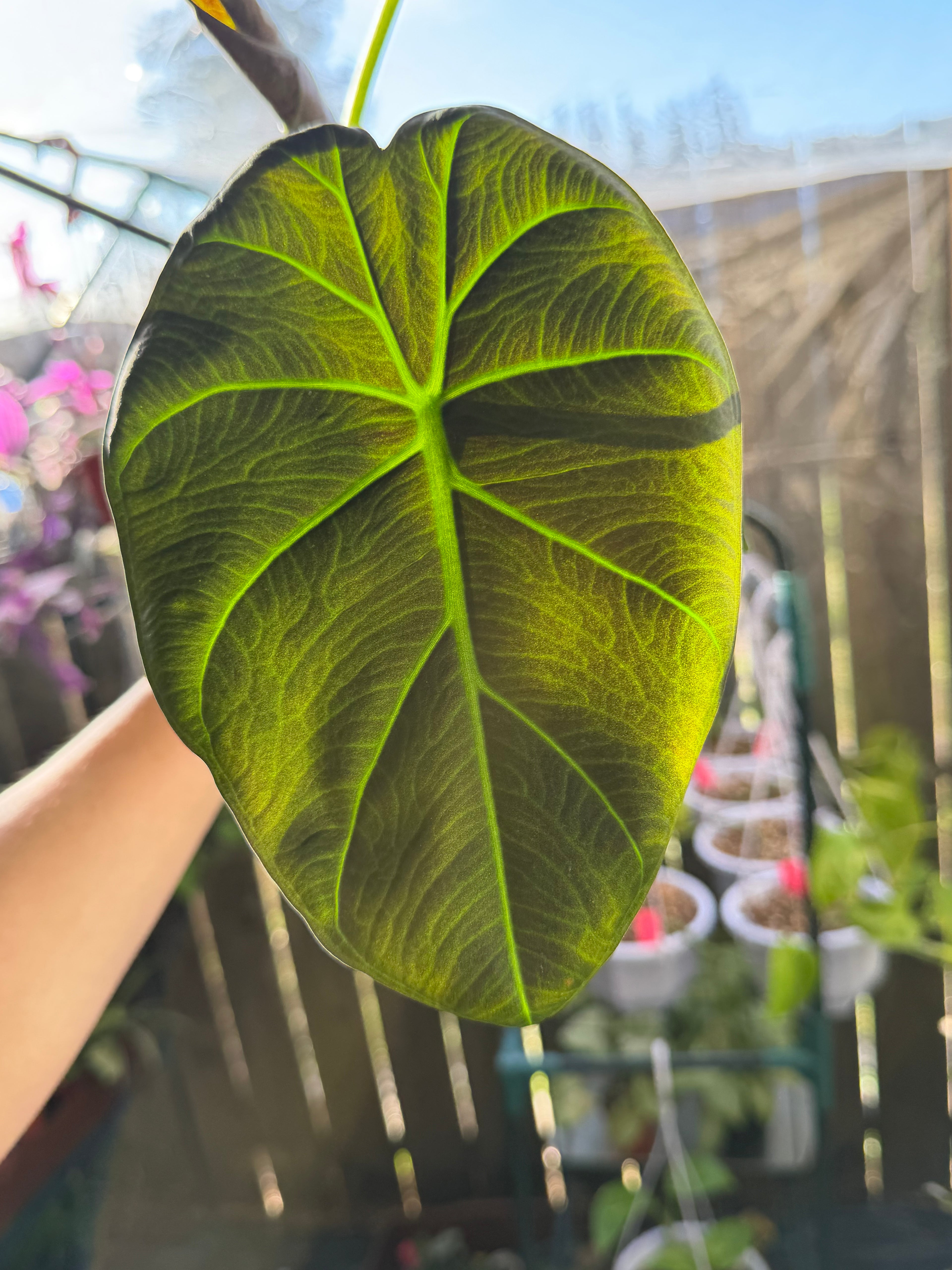 Alocasia 'Regal Shield' image 1