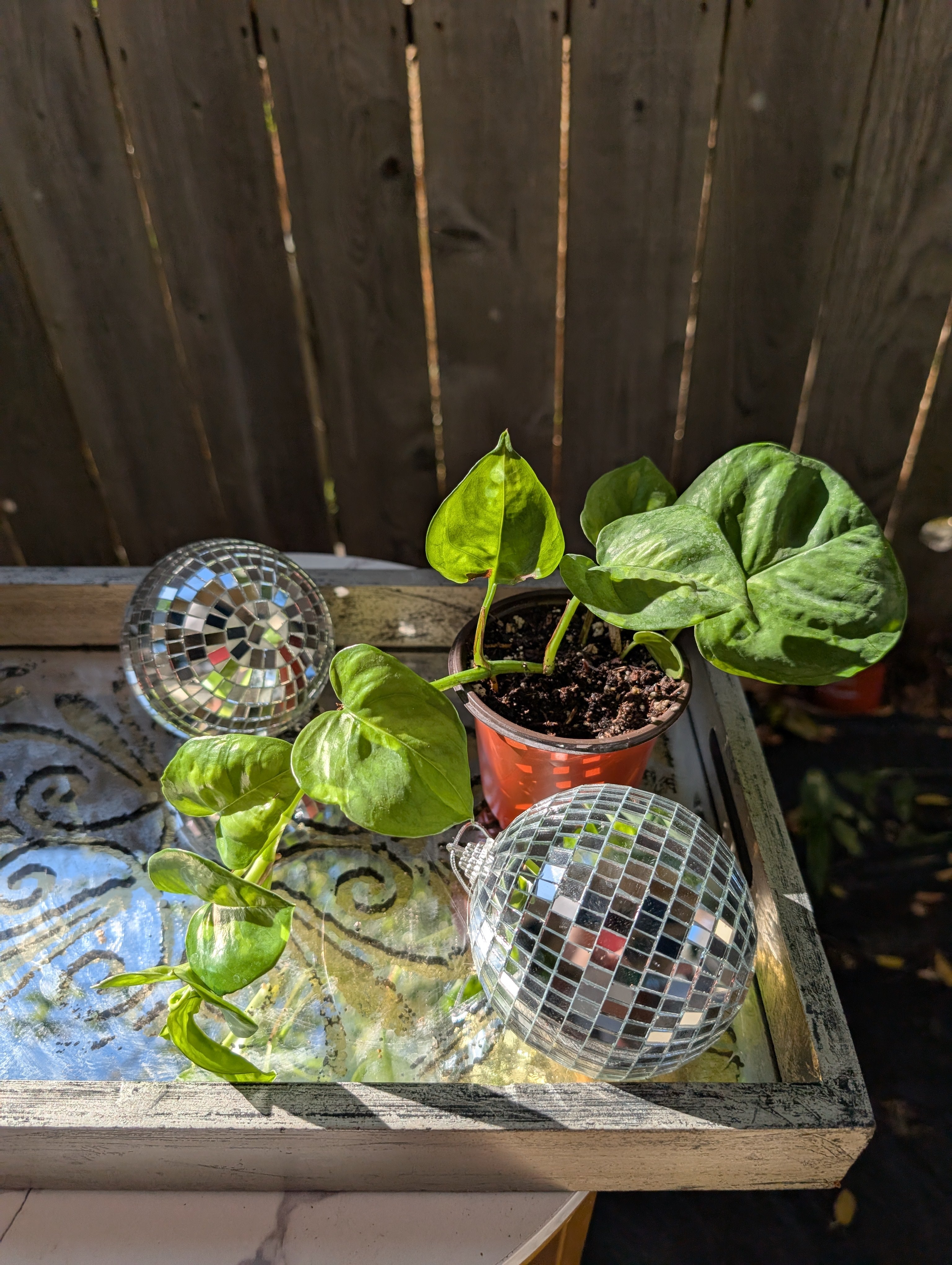 Global Green Pothos image 3