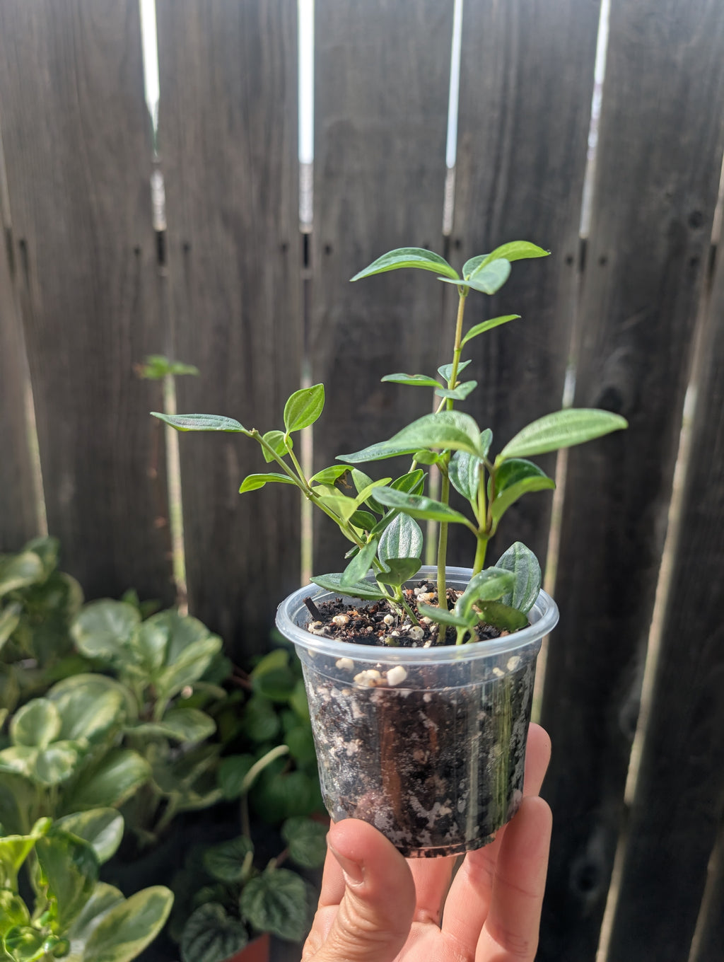 Peperomia Beetle (3" Pot) image 0