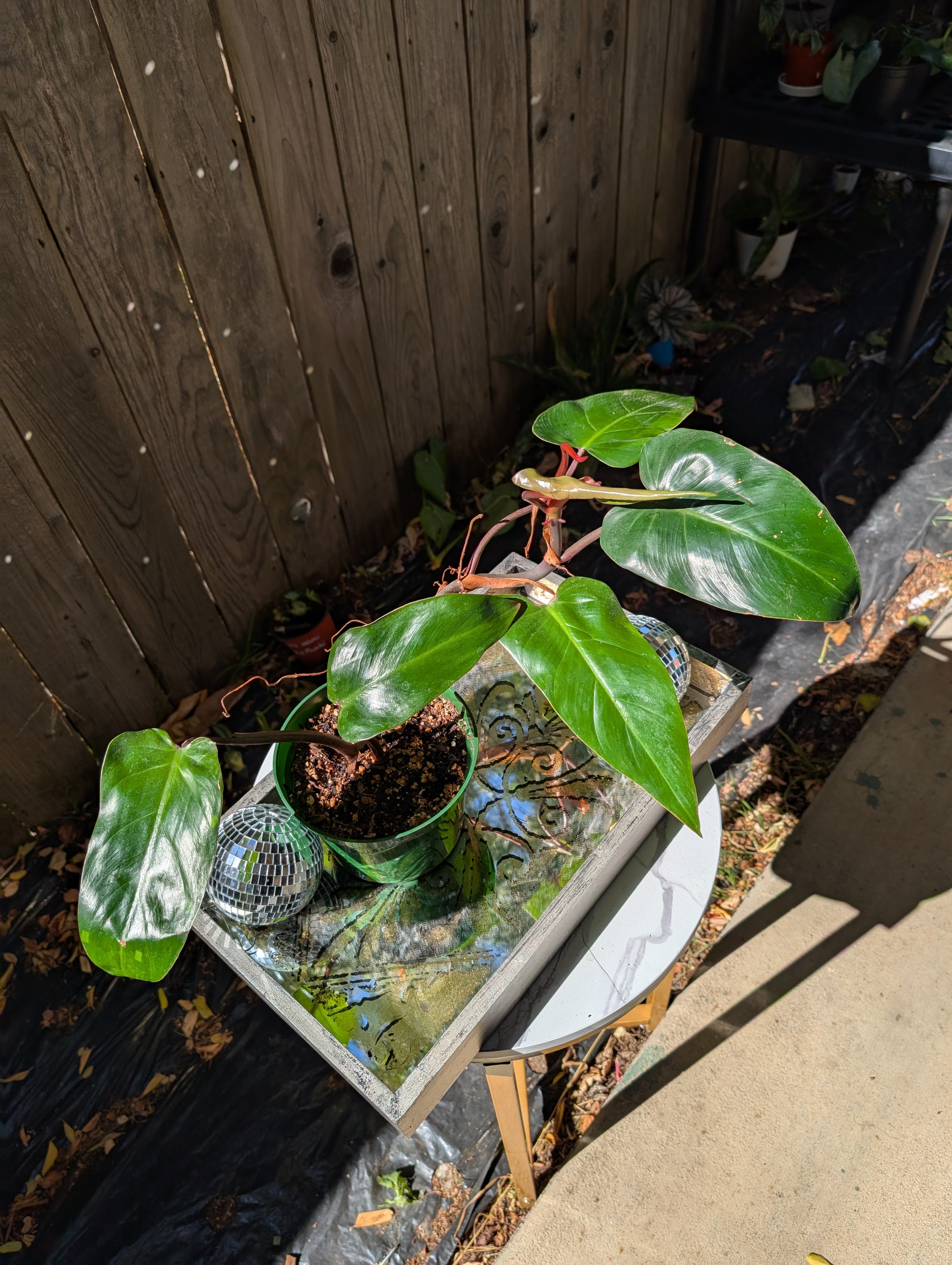 Philodendron 'red emerald' ❣️ image 4