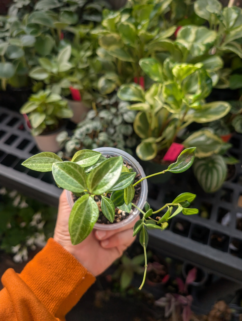 Peperomia angulata 'beetle' image 4