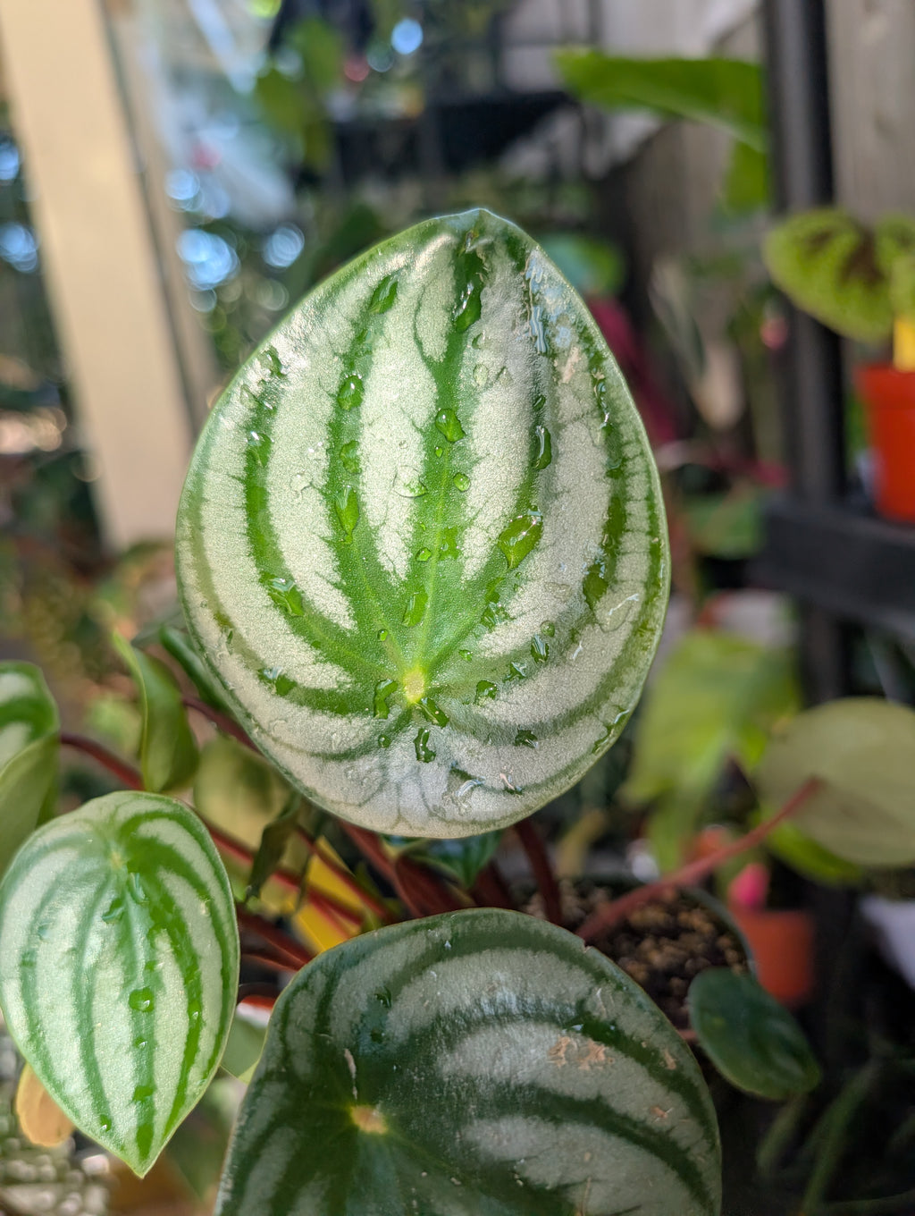 Peperomia watermelon 🍉 image 5