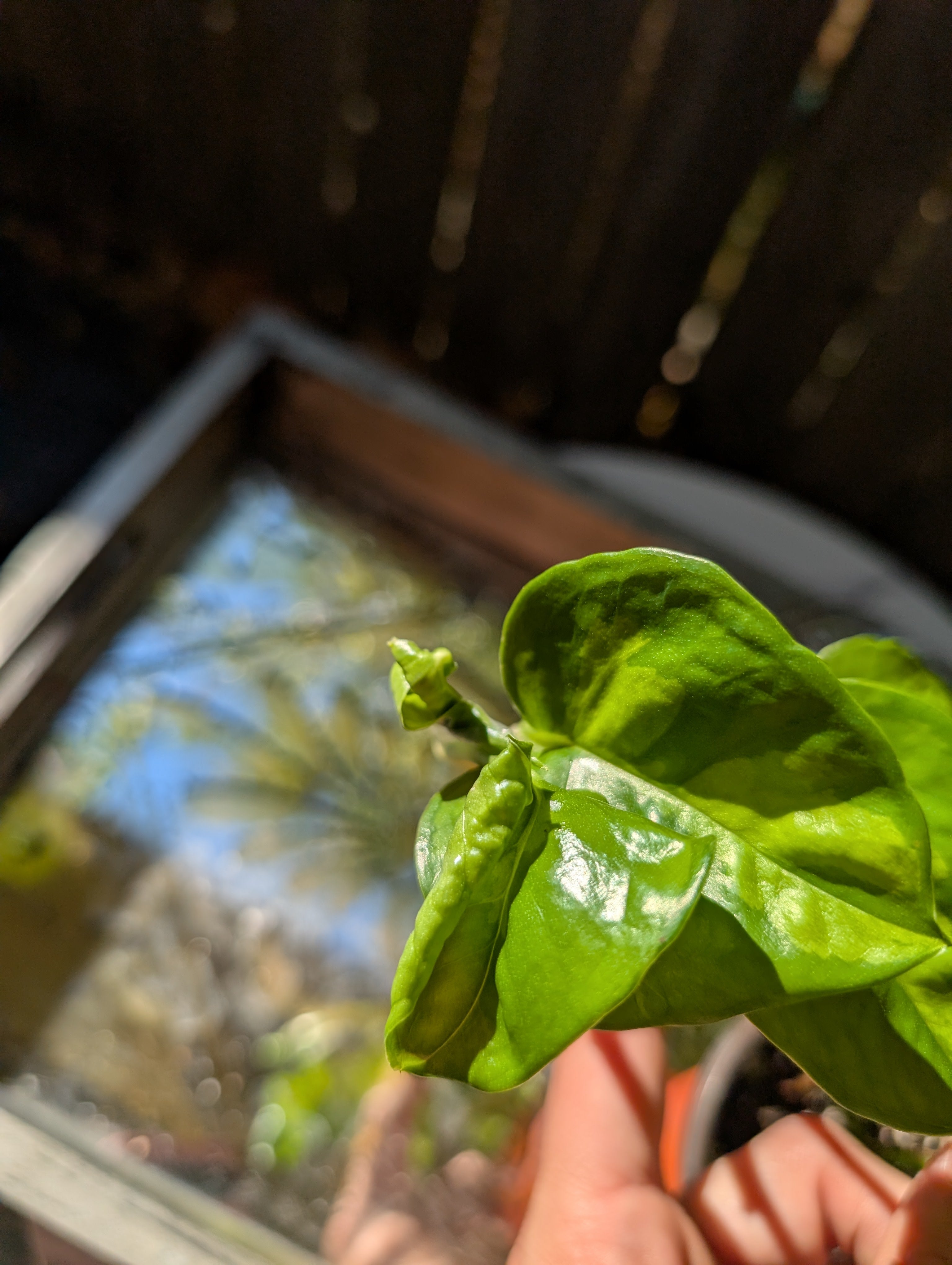 Global Green Pothos image 8