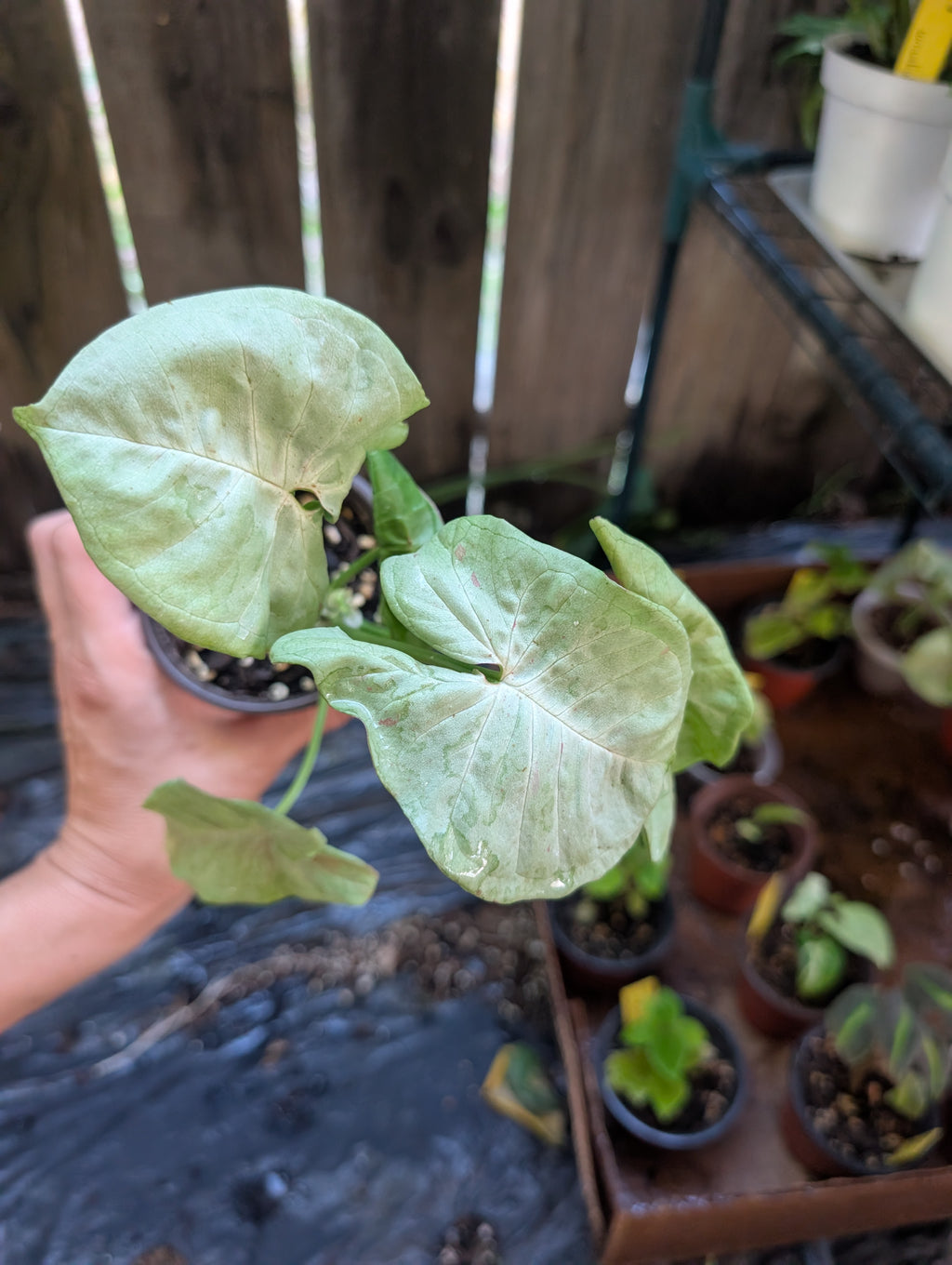 Syngonium podophyllum 'milk confetti' image 3