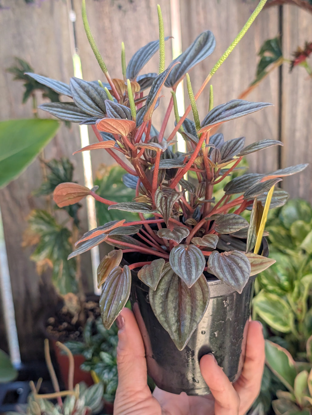 Peperomia caperata 'rosso' image 2