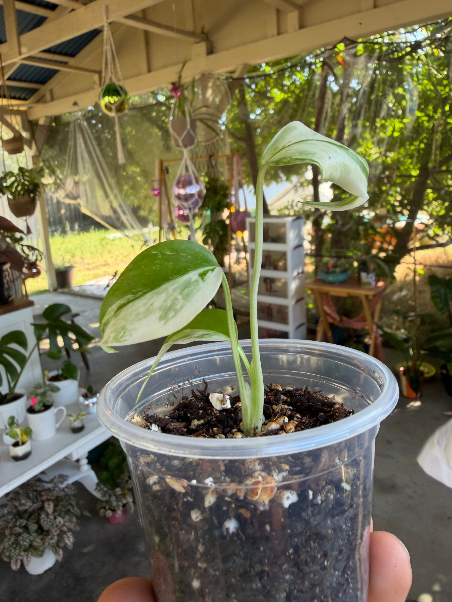 Monstera borsigiana Albo image 3