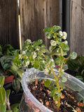 Pilea microphylla image 0