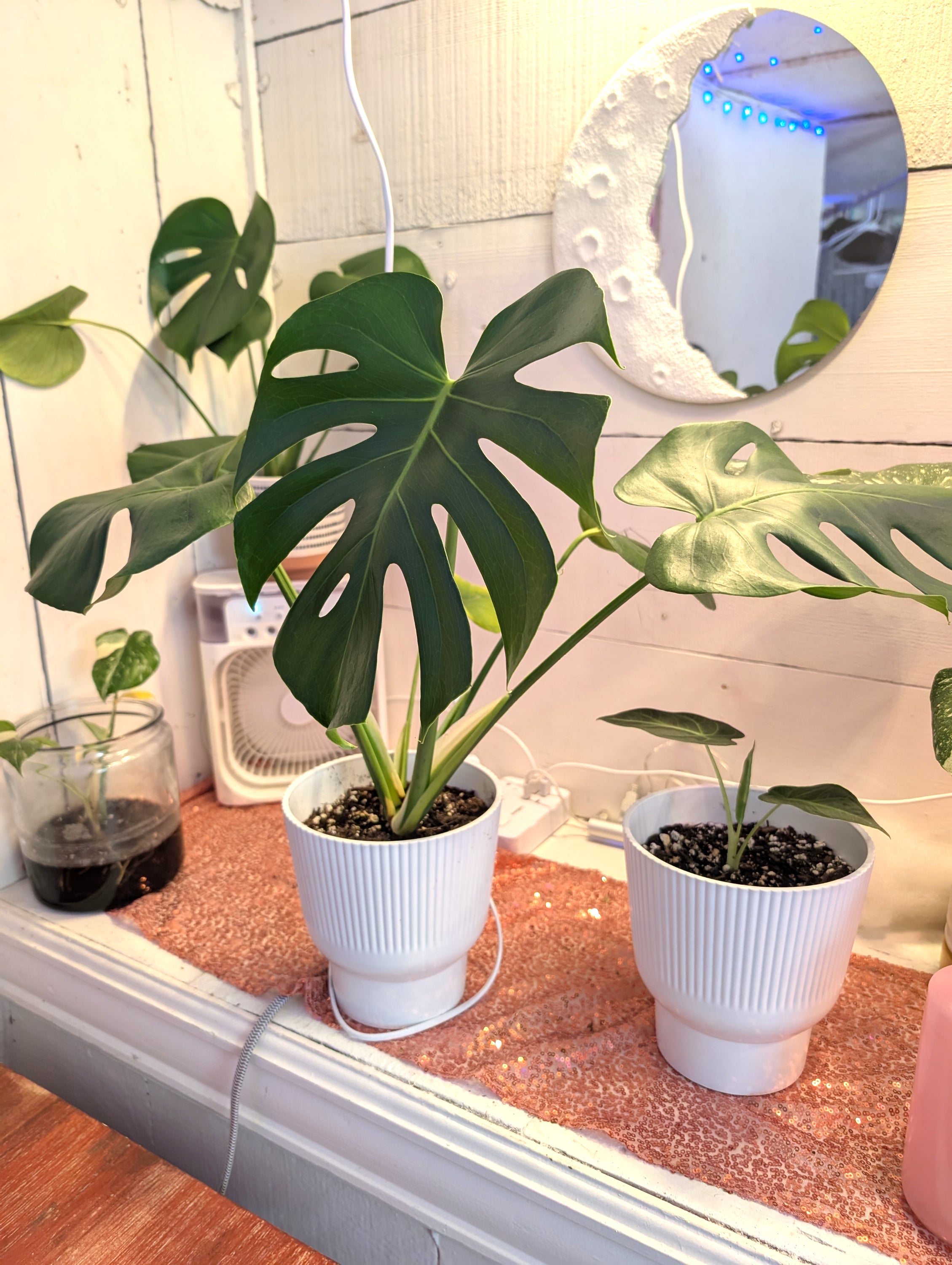 Monstera deliciosa image 5