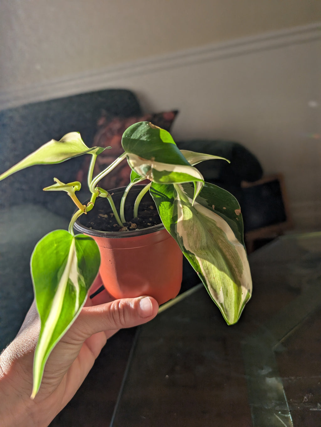 Philodendron hederaceum 'Cream Splash' image 5