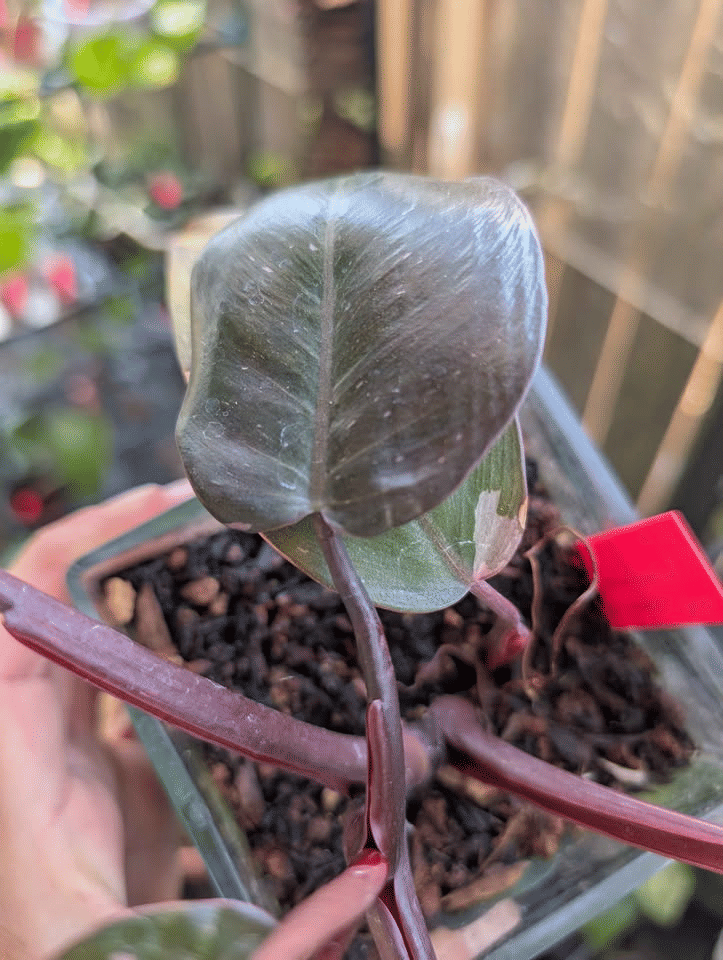 Philodendron Cherry Pink Princess Plant image 3