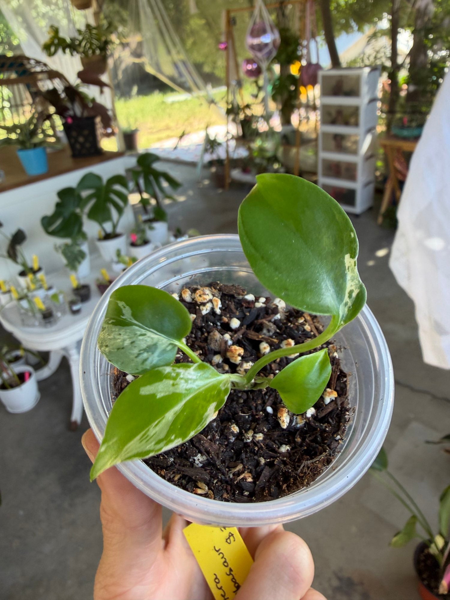 Monstera deliciosa 'Bulbasaur' Plantet image 3
